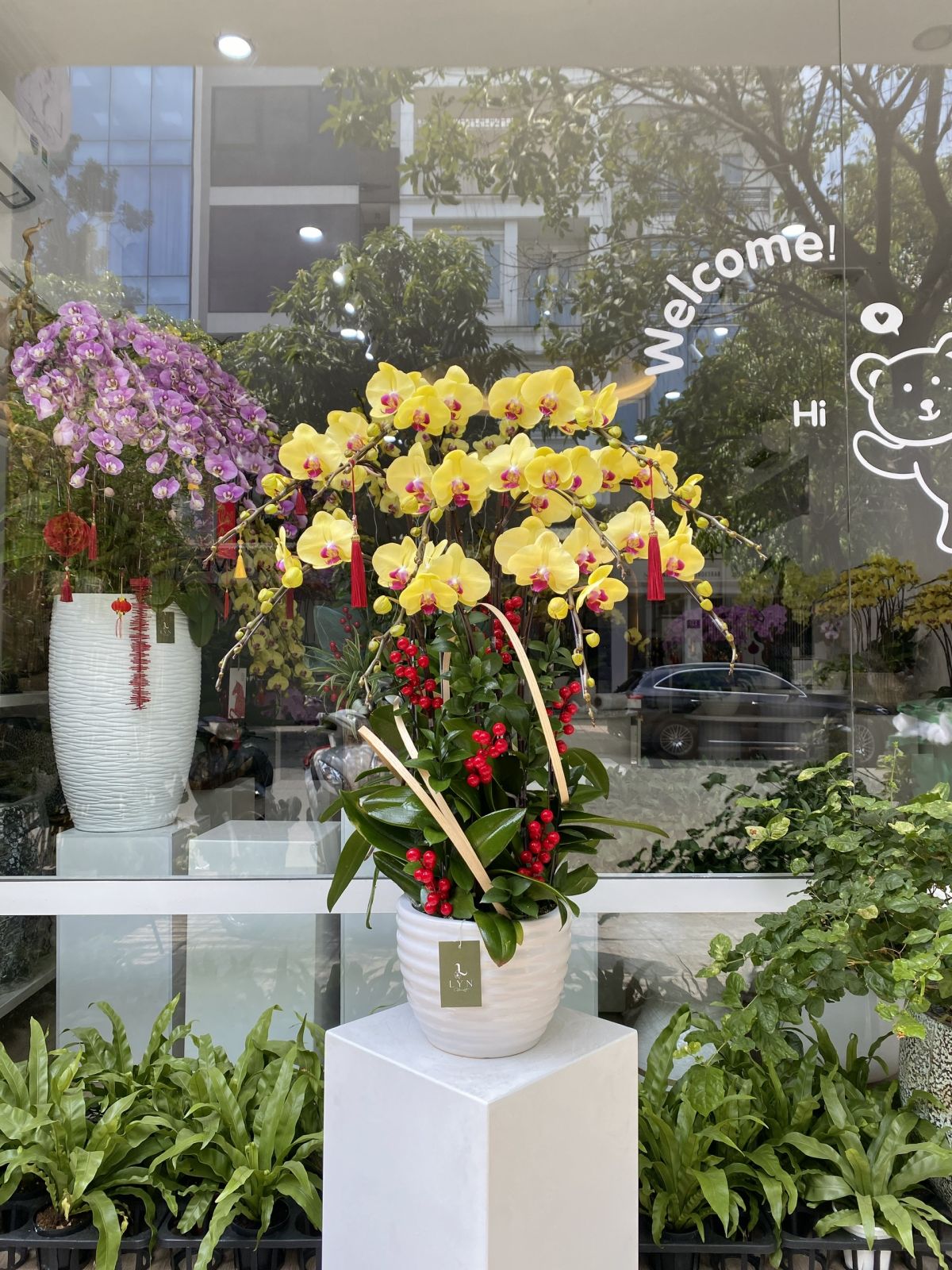 Chậu Hoa Lan Vàng